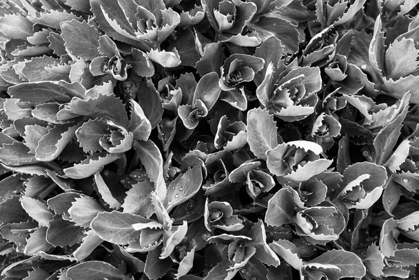 黒と白の背景に囲まれ、完全な成長のハイロテレフタム植物の霜のモノクローム写真. - 写真・画像
