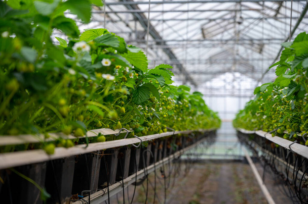 温室での春の季節、オランダの有機イチゴ農場で最初に熟していない緑のイチゴ - 写真・画像