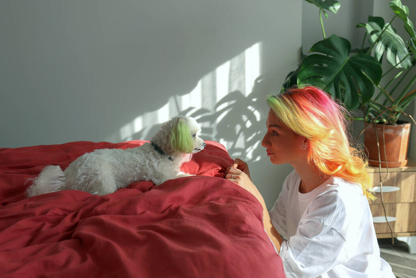 Young woman with multicolored hair and her maltese dog on the bed. Dogs that look like their owners concept. Close up, copy space, background. - Фото, изображение