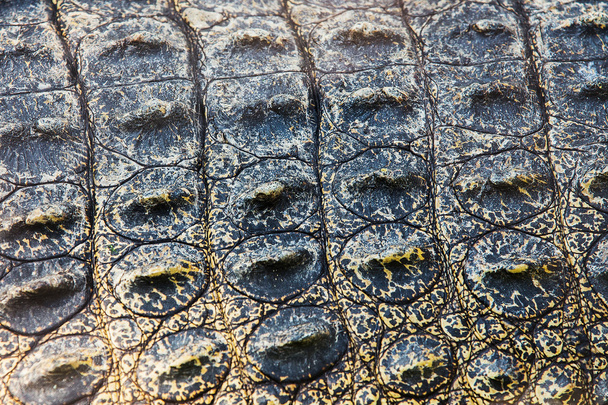 241 Dark Burgundy Crocodile Skin Images, Stock Photos, 3D objects, &  Vectors