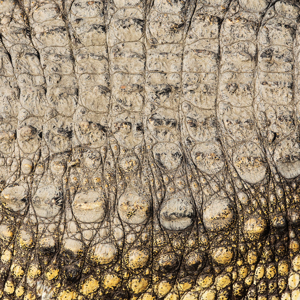 Texture della pelle di coccodrillo - Foto, immagini