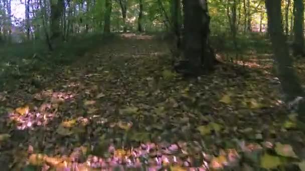 Corremos por la carretera del bosque en otoño. POV clip estabilizado
 - Imágenes, Vídeo