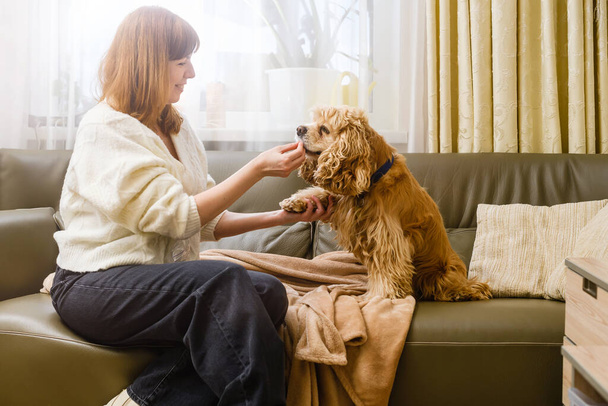 A young woman with her American Cocker Spaniel are sitting on a couch. The woman feeds the dog and holds his paw. - Zdjęcie, obraz