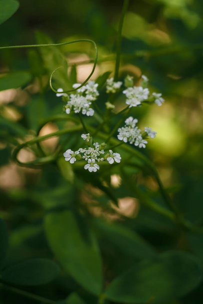 Torilis arvensis, ψηλός sock-καταστροφέας ή απλώνοντας θάμνο μαϊντανό φυτό με λευκά μικροσκοπικά λουλούδια και πράσινα φύλλα, κάθετη μαλακή εστιασμένη βολή - Φωτογραφία, εικόνα