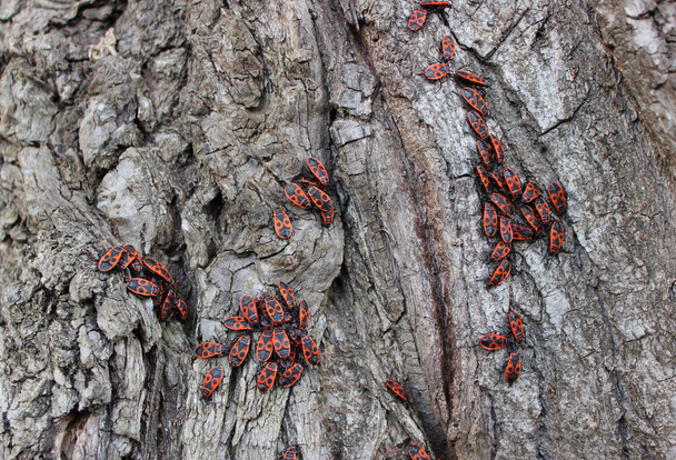 Textura da casca velha da árvore com grupos de insetos vermelhos Foto stock detalhada - Foto, Imagem