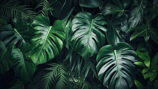 Tropická rostlina opouští obrázek na pozadí, přímý pohled - Fotografie, Obrázek