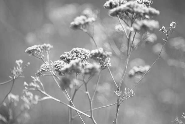 Dry yarrow bush with thin branches growing in sunny field, bw photo - Photo, Image