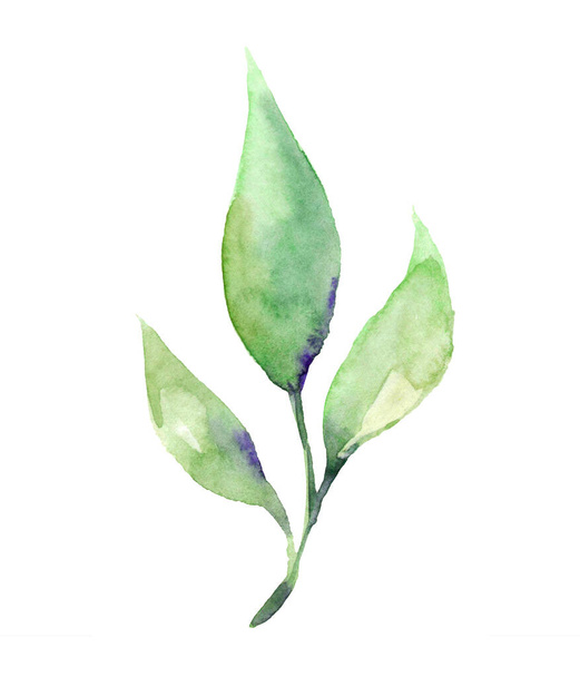 Hand drawn watercolor leaves isolated on white. - Photo, Image