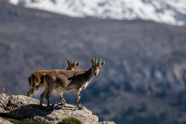 The Iberian ibex, also known as the Spanish ibex, Spanish wild goat and Iberian wild goat, Capra pyrenaica. Sierra Nevada mountain range. - Photo, Image