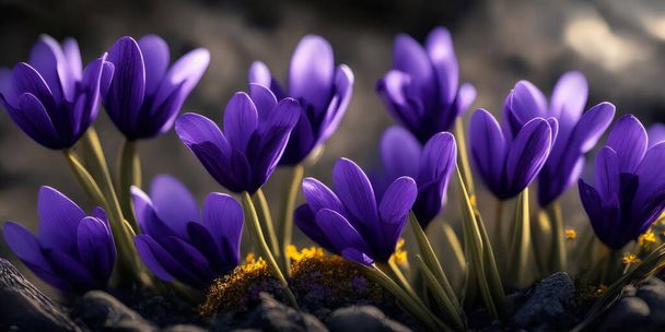 Close-up of a background of purple crocuses for a greeting card or design - Photo, Image