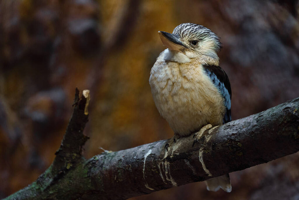 Μπλε-φτερωτό κούκαμπουρα στο ζωολογικό κήπο - Φωτογραφία, εικόνα