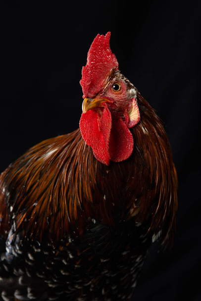 Cock isolated on black background - Foto, imagen