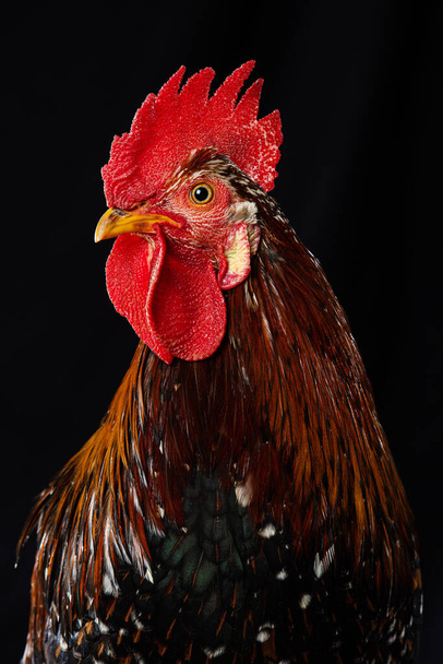 Cock isolated on black background - Fotó, kép
