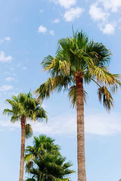 green palm trees with blue sky background. - Foto, afbeelding
