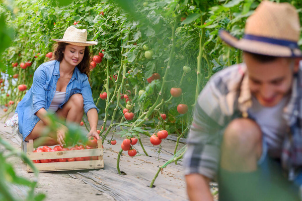 Férfiak és nők organikus zöldségeket termesztenek az üvegházban. Kiscsaládi vállalkozás. - Fotó, kép
