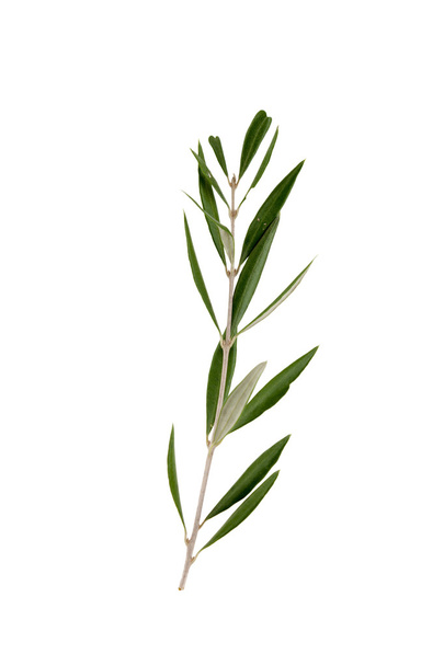 branch of olive tree - Zdjęcie, obraz