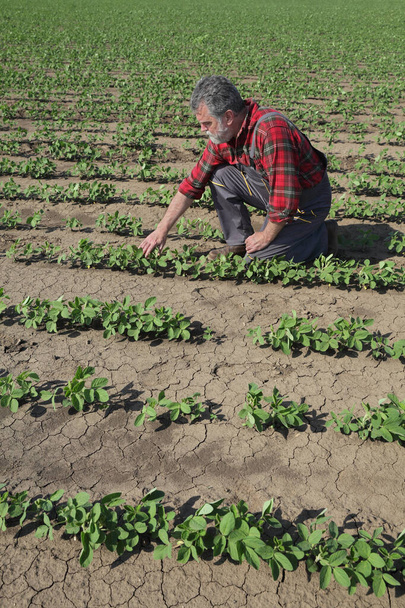 Farmer or agronomist inspecting green soybean plants in field, agriculture in spring - Φωτογραφία, εικόνα