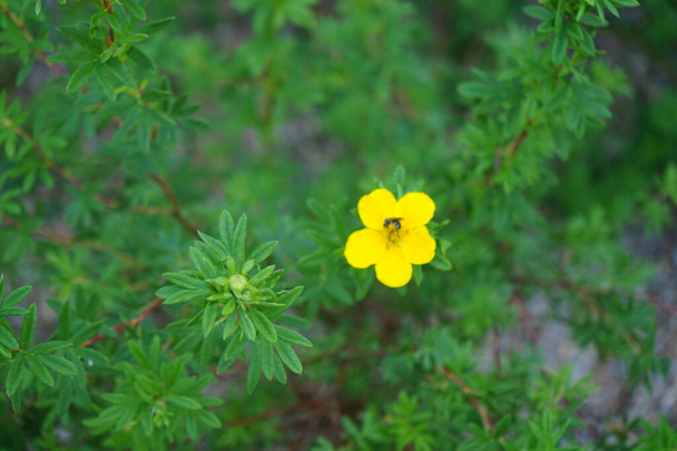 Potentilla fruticosa z żółtymi kwiatami kwitnie w czerwcu. Potentilla to roślina zielna kwitnąca w rodzinie róż, Rosaceae. Berlin, Niemcy  - Zdjęcie, obraz