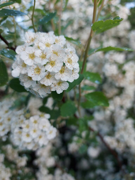 Blüten Spiraea vanhuttei aus nächster Nähe. Der Brautbusch, Spiraea vanhuttei, Blüten weißer Farbe in Nahaufnahme mit fokaler Degradation im Vordergrund. Hochwertiges Foto - Foto, Bild