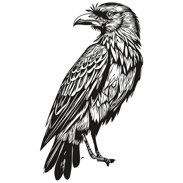 Portrait of a cute Raven on a white background corbi - Vector, Image