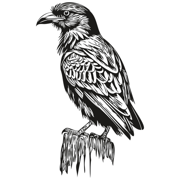 Raven  vintage illustration, black and white vector art corbi - Вектор,изображение