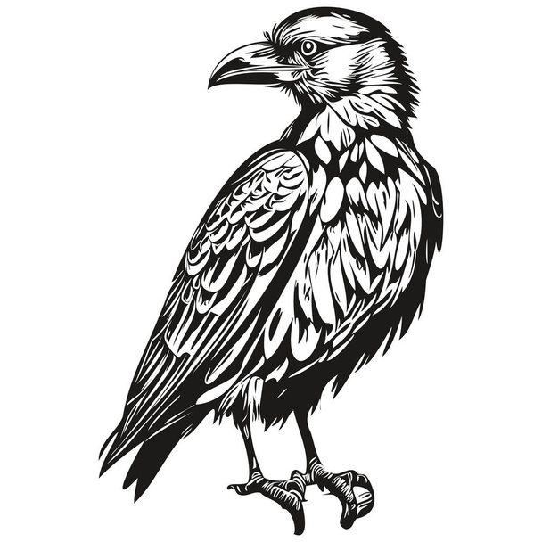 Raven vector illustration line art drawing black and white corbi - Vector, Image