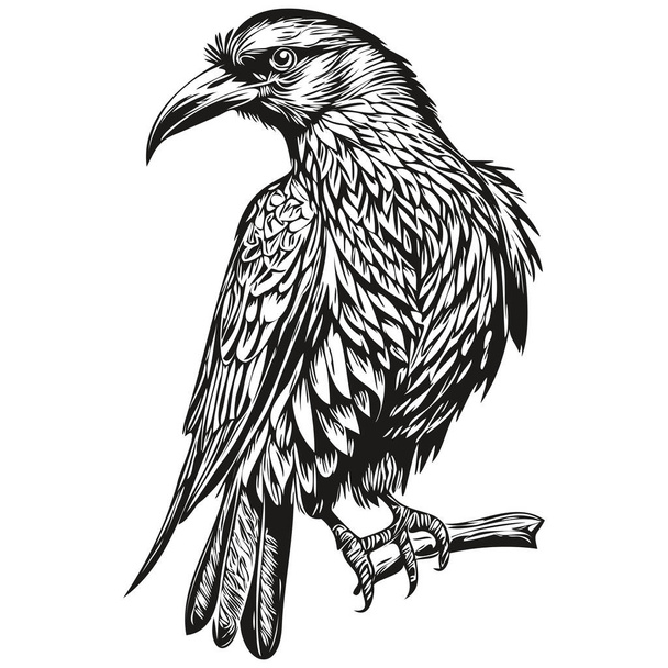 Realistic Raven vector, hand drawn animal illustration corbi - Vecteur, image