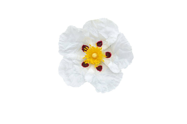 Cistus ladanifer o rosa de roca de goma o labdanum o goma común cistus o flor de rosa de roca de ojos marrones - Foto, imagen