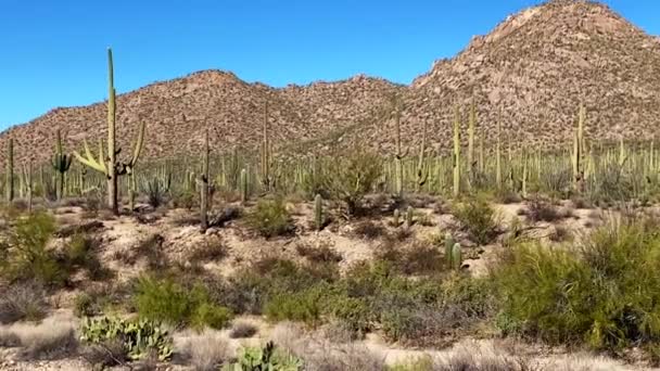 Saguaro Nationalpark in der Nähe von Tucson, Arizona. Ocotillo, Saguaro, Kaktusfeige, Cholla, Angelhaken und Fasskaktus in einer Wüstenlandschaft.  - Filmmaterial, Video
