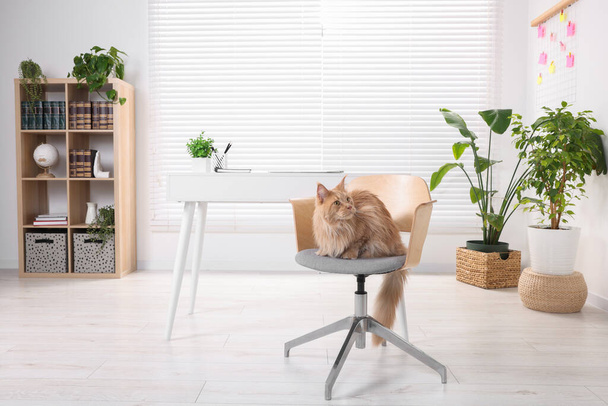 Beautiful cat sitting on chair near desk at home - Фото, изображение