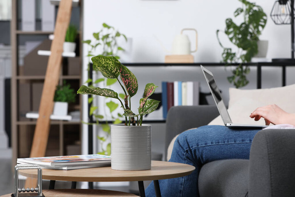 Woman using laptop in living room, focus on houseplant - Photo, Image