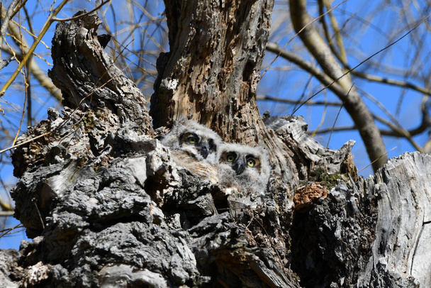 Dwa słodkie puszyste małe rogate sowy patrzące z gniazda na szczycie wydrążonego drzewa - Zdjęcie, obraz