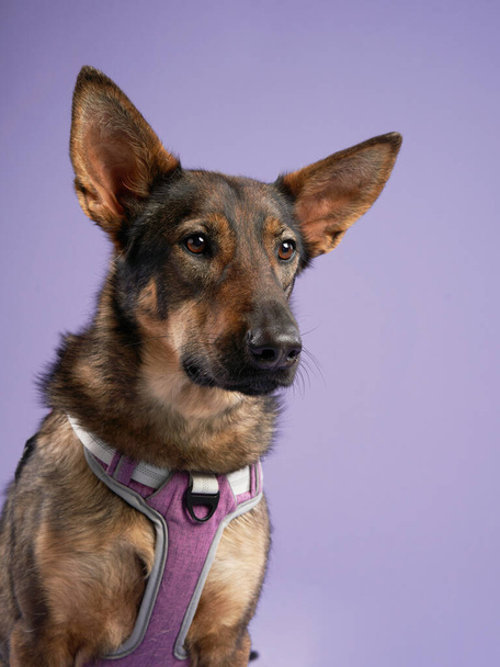Portrait of a beautiful dog lilac background. Mix of breeds. Happy Pet in the studio - Foto, Imagem