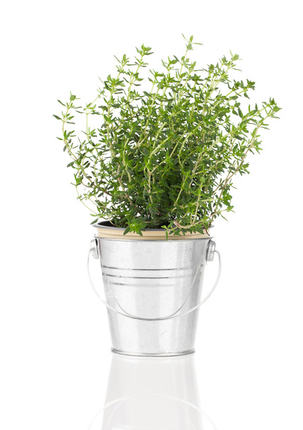tijm kruid plant groeit in een noodlijdende tinnen pot, geïsoleerde ov - Foto, afbeelding