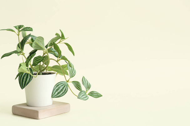 Искусственное растение на светлом фоне - Фото, изображение