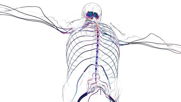 Human brain anatomy for medical concept 3D illustration - Photo, Image