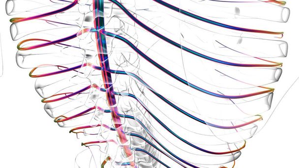 Emberi idegrendszer anatómia orvosi koncepció 3D illusztráció - Fotó, kép