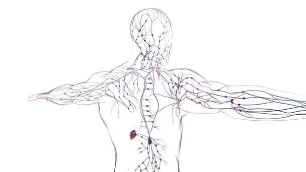 Anatomía de los ganglios linfáticos humanos para el concepto médico Ilustración 3D - Foto, imagen