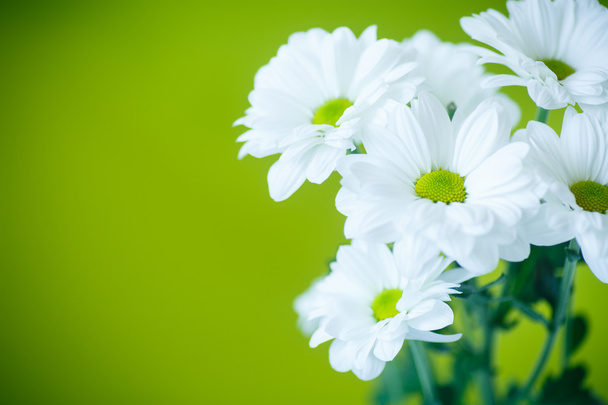 菊の美しい白い花 - 写真・画像