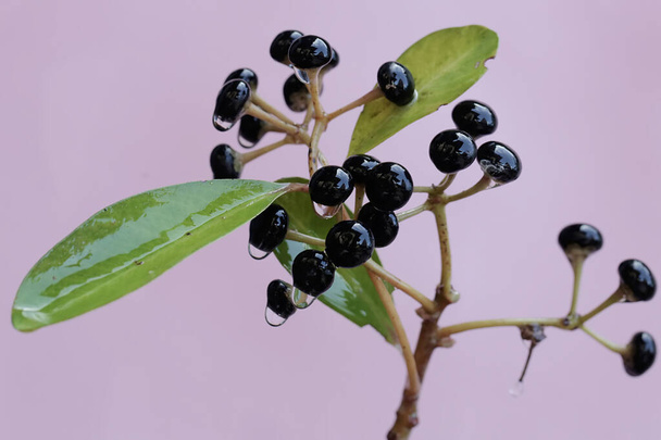 The beauty of a series of ripe shoebutton fruit. This plant whose leaves and fruit are widely used as ingredients for traditional medicines has the scientific name Ardisia elliptica. - Photo, Image
