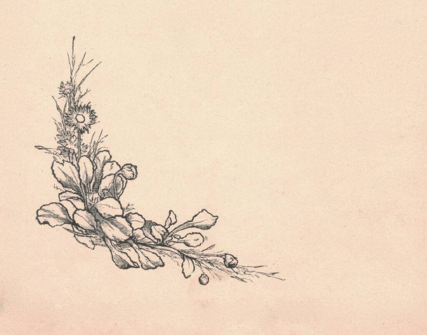 Черно-белая антикварная иллюстрация показывает цветы снаружи. Винтажный рисунок показывает растения снаружи. Старая картинка из сказки. Иллюстрация к рассказу 1910 года. - Фото, изображение