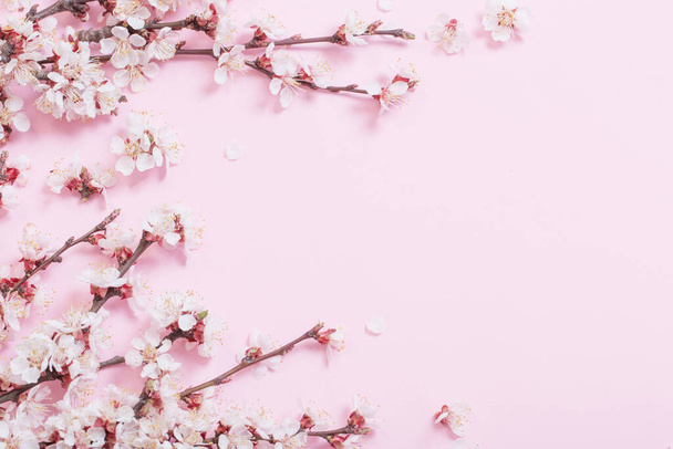 cherry flowers on pink paper background - Φωτογραφία, εικόνα