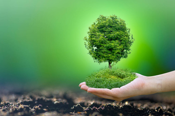 Renewable energy concept Earth Day or environment protection Hands protect forests that grow on the ground and help save the world. - Foto, Imagem