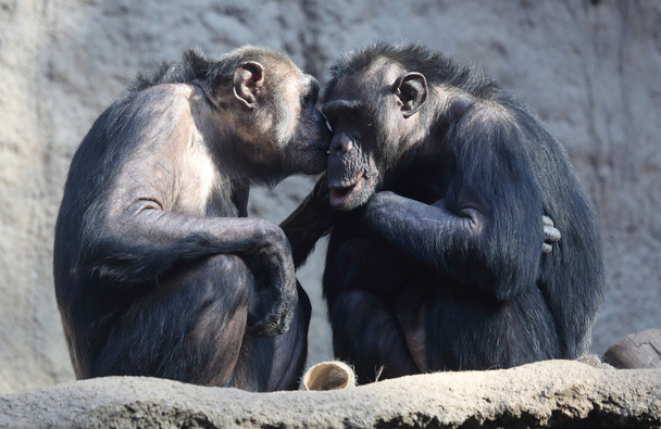 Shimpanzee - Zdjęcie, obraz