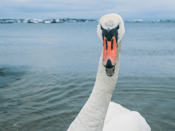 An angry swan stands in the icy waters of Sweden, a proud member of the duck, goose and swan wildlife family. - Valokuva, kuva
