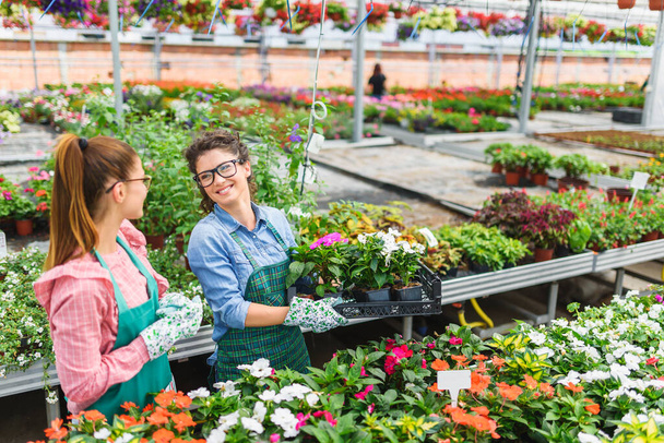 молодые красивые садовницы, работающие в цветочном магазине - Фото, изображение