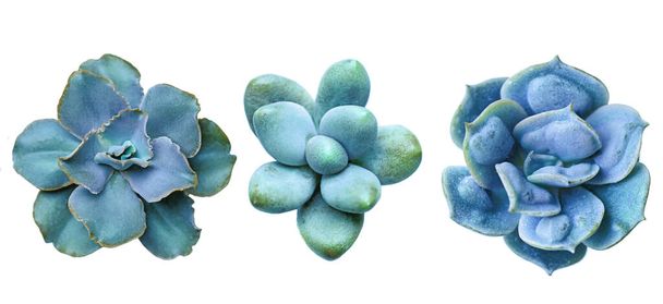 Яскраво-синя соковита квіткова розетка ізольована на білому тлі
 - Фото, зображення