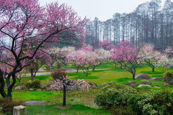 Wuhan East Lake plum flossom Garden Spring Scenery - Фото, зображення