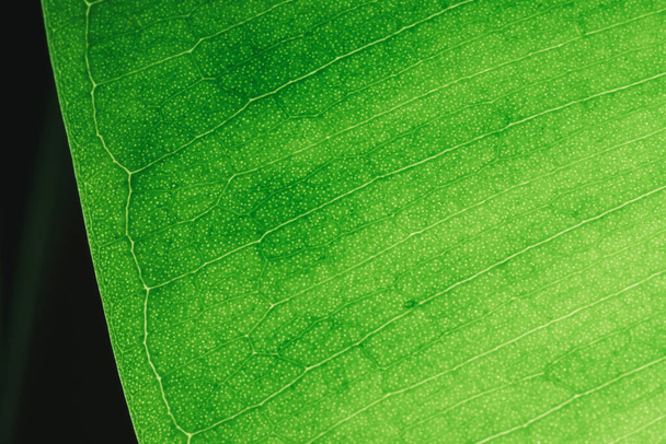 macro feuille verte dans le rétroéclairage avec de petites mottes de terre. Ficus leaf macro shot. Structure d'une feuille de ficus vert.. Fond texture feuille verte structure macro photographie - Photo, image