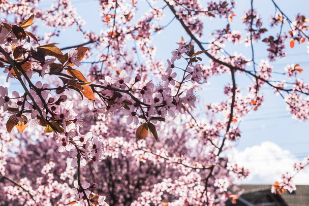 Virágzó finom rózsaszín virágok kora tavasszal Blut-Pflaume. Prunus cerasifera 'Nigra', Familie: Rosaceae. Cseresznyevirágok ágai egy napsütéses napon, kék égbolttal a háttérben. - Fotó, kép